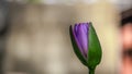 Close up tropical lotus flower, abstract colourful flower texture, nature background