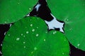 Close-up tropical lotus leaves with drops of water on it surface