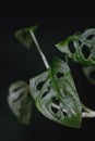 Close up of a tropical monstera obliqua or Swiss cheese vine plant leaf in front of black background Royalty Free Stock Photo