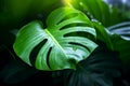 Close up of tropical Monstera Deliciosa plant leaf with fenestration Royalty Free Stock Photo