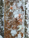 Close up of tropical palm tree trunk with decorative bark. Tree bark texture with white spots and moss. Detail of the fungus on Royalty Free Stock Photo