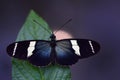 Close-up of a tropical passion butterfly with spread wings on a leaf above dark water reflecting the moonlight