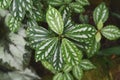 Close up of tropical `Pilea Cadierei`, also called `Aluminium Plant` or `Watermelon Pilea` with beautiful oval leaves