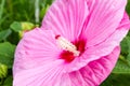 Close up of Tropical Pink Hibiscus flower Royalty Free Stock Photo