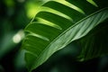 Close up of tropical plant leaf with fenestration Royalty Free Stock Photo