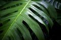 Close up of tropical plant leaf with fenestration Royalty Free Stock Photo