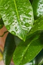 Close up of a tropical, plant leaf after a summer rain storm