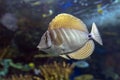 Close up of tropical Sailfin Tang fish, Zebrasoma veliferum Royalty Free Stock Photo