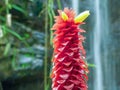 Close-up of a tropical spiral ginger flower Royalty Free Stock Photo