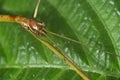 Close up of tropical stick insect r