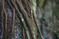 Close up of tropical tree trunk overgrown with ivy roots, Palenque, Chiapas, Mexico Royalty Free Stock Photo