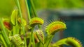 CLOSE UP: Tropical venus flytrap closes its trap and devours an unsuspecting bug Royalty Free Stock Photo