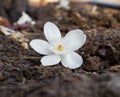 close-up Tropical white flower, Sampaguita Jasmine, on floor with natural blurred background, in Thailand, macro Royalty Free Stock Photo