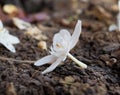 close-up Tropical white flower, Sampaguita Jasmine, on floor with natural blurred background, in Thailand, macro Royalty Free Stock Photo