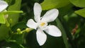 Close-up Tropical white flower, Sampaguita Jasmine, with natural blurred green background, in Thailand. Royalty Free Stock Photo