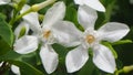 close-up Tropical white flower, Sampaguita Jasmine, with natural blurred green background, in Thailand. Royalty Free Stock Photo