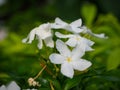 Close-up Tropical white flower, Sampaguita Jasmine, with natural blurred green background. Royalty Free Stock Photo