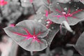 Close-up of tropics, with old rainwater stops on the leaves