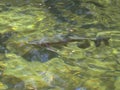 Close up of a trout feeding in merced river at yosemite