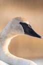 A close up of a Trumpeter Swan in the spring