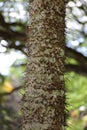 Close up of the trunk of a Aiphanes minima Palm tree covered in sharp black spikes in Kauai, Hawaii