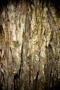 Australian Paperbark Texture Royalty Free Stock Photo