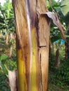 Close up of Trunk of banana tree in tropical plantation of the French West Indies. A brown banana tree trunk that has an uneven Royalty Free Stock Photo