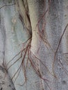 Close up of trunk and bark of a holy Asian Bodhi tree