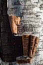 Close up of trunk of a birch tree with the bark in rolls