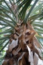 Close Up of the Trunk and Branching Fronds of a Dominican Palm Tree Royalty Free Stock Photo