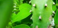 Close up trunk of cactus on blurred leaves background. Royalty Free Stock Photo