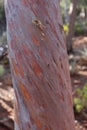 Close up of the trunk of a Cypress tree with red and orange bark in Arizona Royalty Free Stock Photo