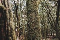 Close up of trunk in deep wild natural forest with musk on it. Concept of environment and earth planet protection in natural