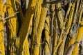 close up trunk of elder, yellow, abstract