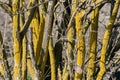 close up trunk of elder, yellow ichens