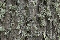 Close-up of a trunk fragment, moss texture