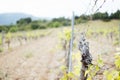 Close-up of the trunk of a grape vine in a vineyard in Spain Royalty Free Stock Photo