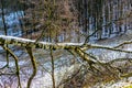 Trunk with its bare branches fallen on a hillside surrounded by trees and traces of snow