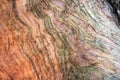 Close up of the trunk of a Japanese cedar to use as a background Royalty Free Stock Photo