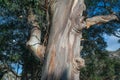 A close up of the trunk of a large eucalyptus green