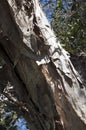 Close-up of trunk of the native paperbark tree melaleuca quinquenervia