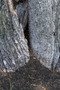Close-up of the trunk of an old oak tree with an anthill of black ants inside Royalty Free Stock Photo