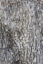 Close up trunk of an olive tree Royalty Free Stock Photo
