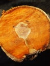 Close-up of the trunk of a sawn apple tree