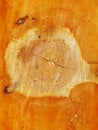 Close-up of the trunk of a sawn apple tree Royalty Free Stock Photo