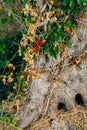 Close-up of the trunk of a tree of olives. Olive groves and gard Royalty Free Stock Photo