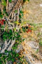 Close-up of the trunk of a tree of olives. Olive groves and gard