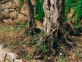 Close-up of the trunk of a tree of olives. Olive groves and gard Royalty Free Stock Photo