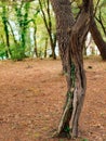 Close-up of the trunk of a tree of olives. Olive groves and gard Royalty Free Stock Photo