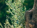 Close-up of the trunk of a tree of olives. Olive groves and gard Royalty Free Stock Photo